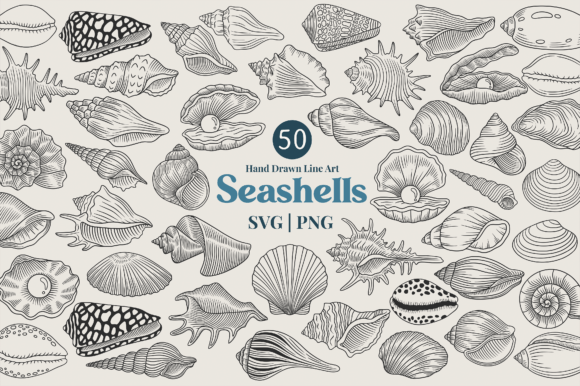 Download Seashell Line Art Clipart Bundle - Premium Bundle
