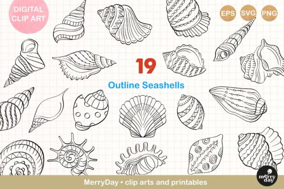 Download 19 Seashell Line Art Drawings. - Premium Resources